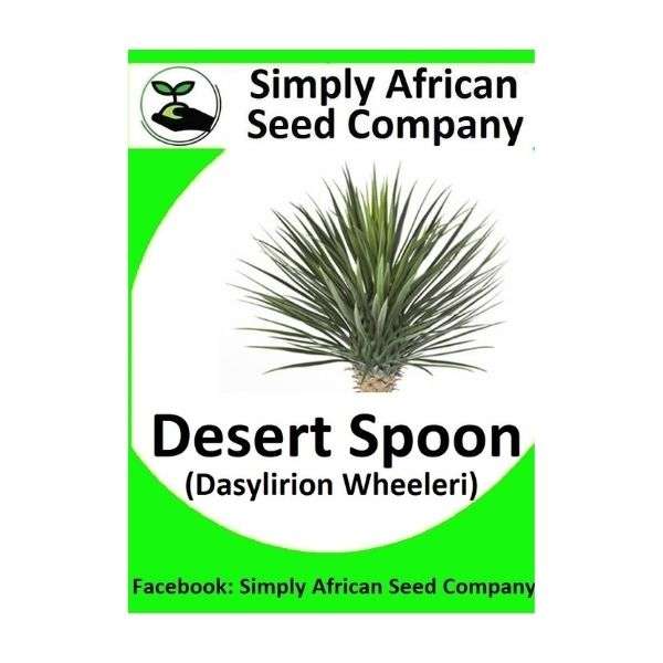 Palm Desert Spoon (Dasylirion Wheeleri) 12's