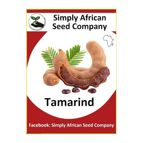 Tamarind (Tamarindus indica L.) 6's