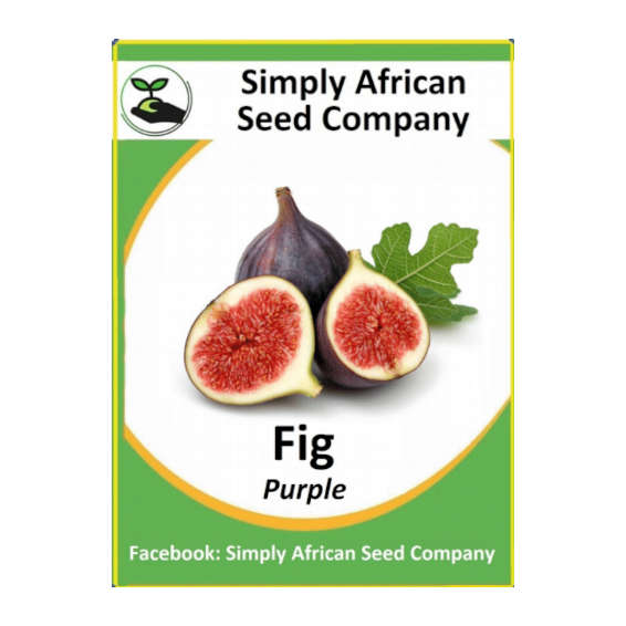 Fig Purple 20's