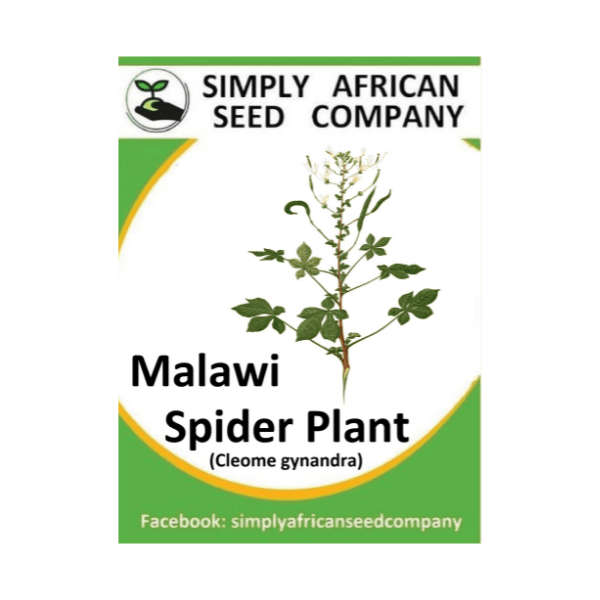 Spider Plant - Malawi (Cleome Gynandra) Seeds