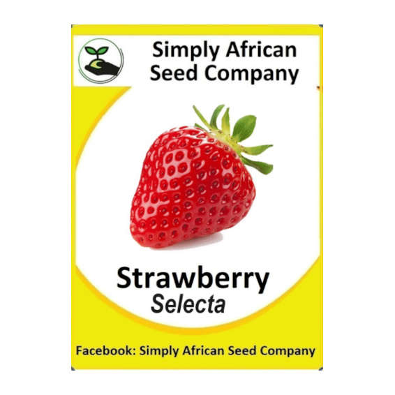 Strawberry Seeds