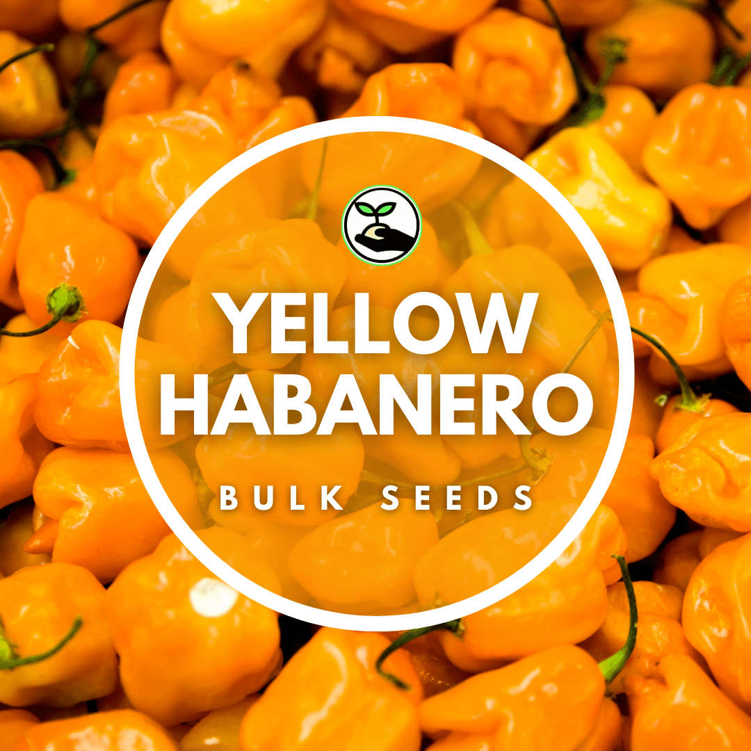 Habanero Yellow - Bulk Deals