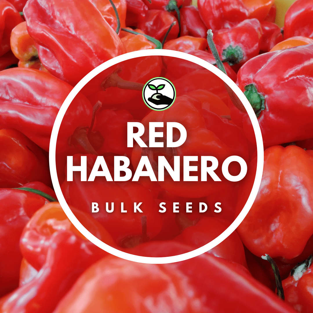 Red Habanero  - Bulk Deals