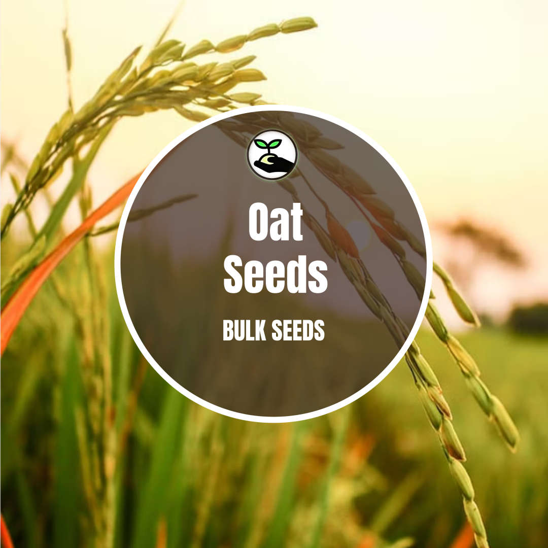 Oat Seeds - Bulk Deals