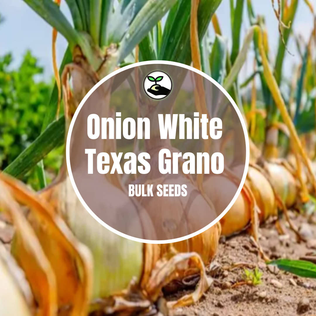Onion White Texas Grano - Bulk Deals