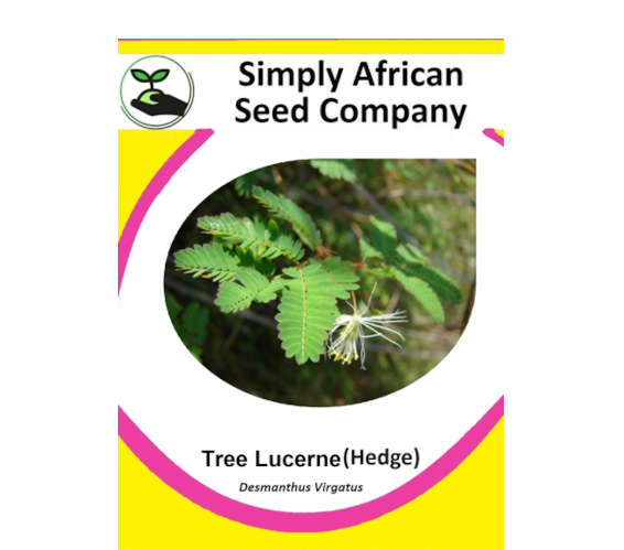 Lucerne Tree (Hedge) (Desmanthus Virgatus)