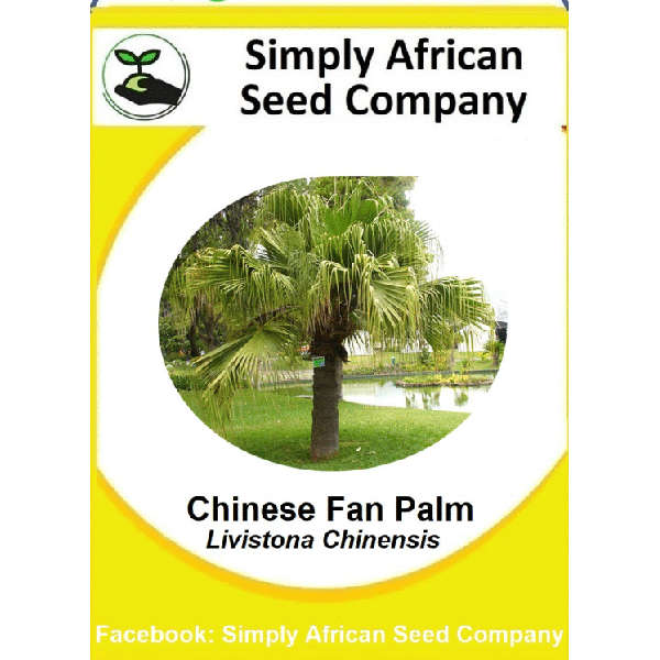 Palm Chinese Fan 3's