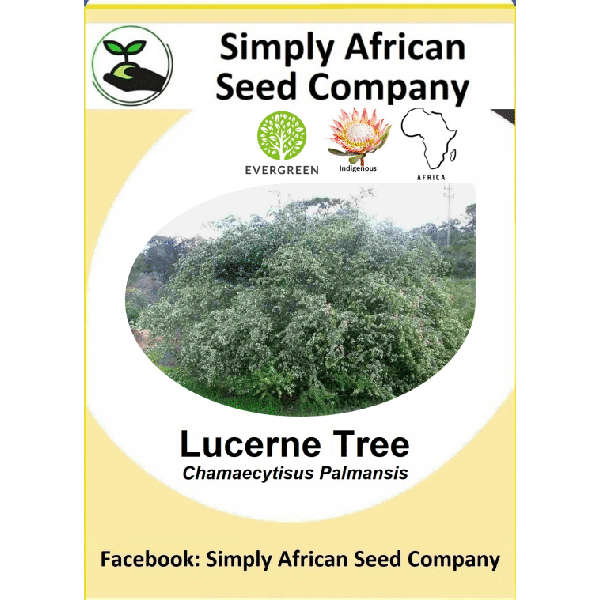 Lucern Tree Seeds