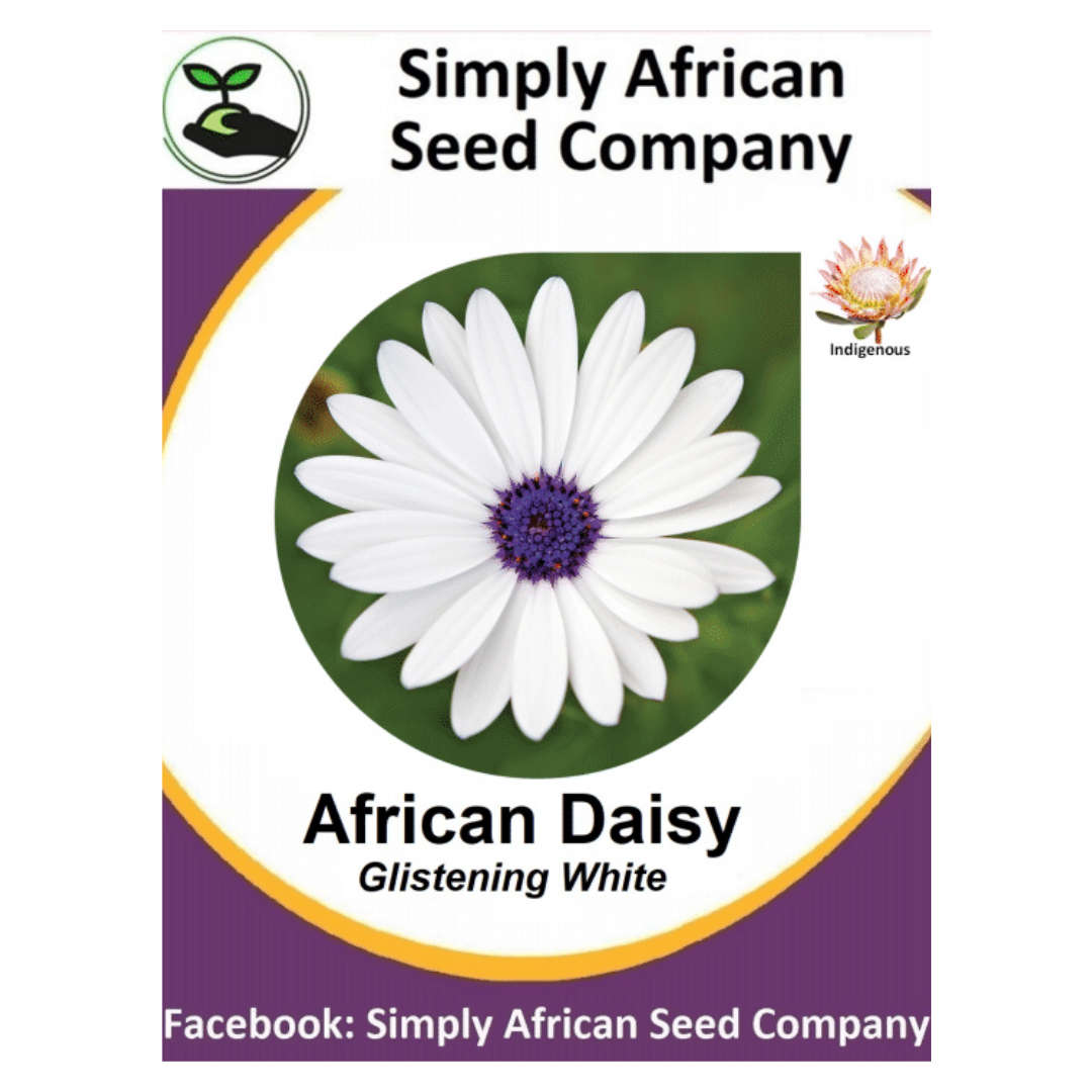 African Daisy Glistening White seeds