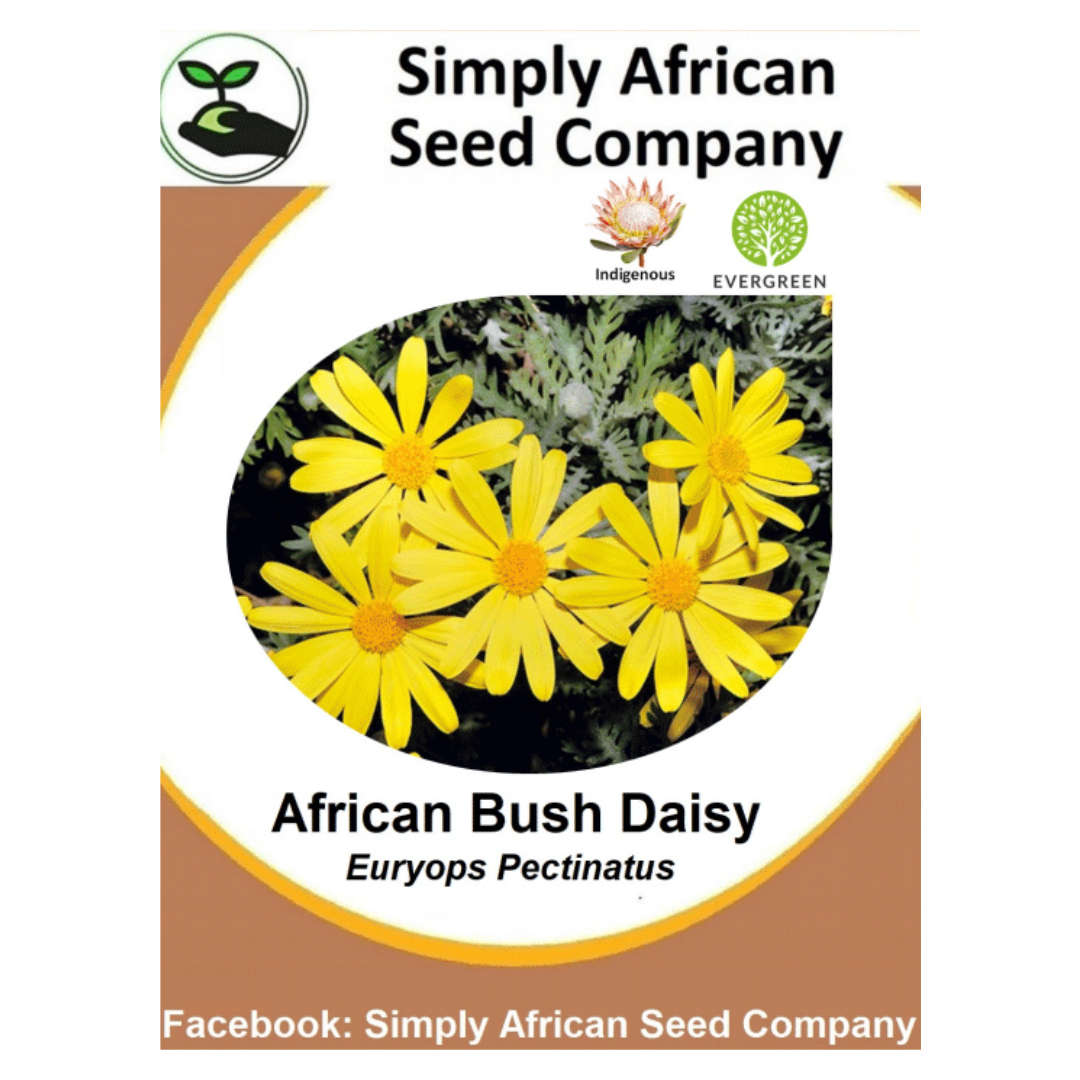 African Bush Daisy seeds
