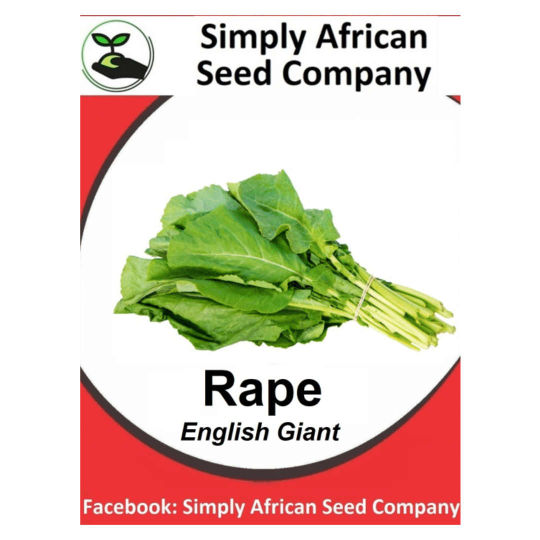 Rape English Giant 50's