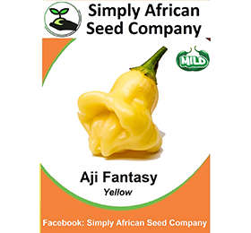 Aji Fantasy Yellow Chilli Seeds