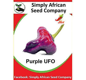Purple UFO Chilli Seeds