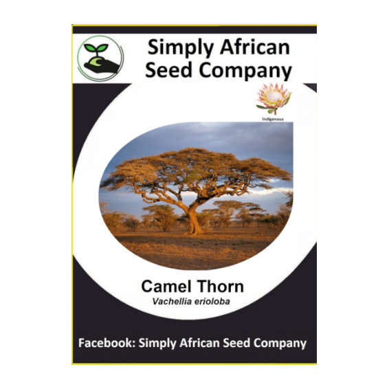 Camel Thorn (Vachellia Erioloba / Acacia Erioloba) 6's