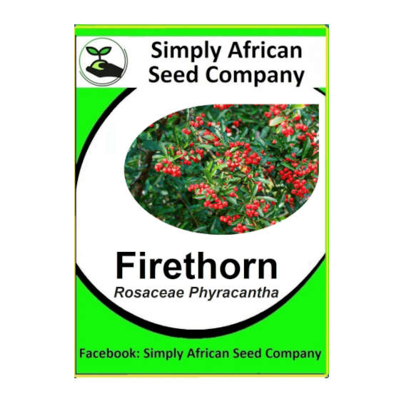 Firethorn (Rosacea Pyracantha) 12's