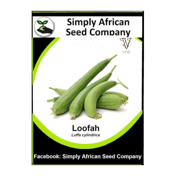 Loofah (Luffa Cylindrical) 15's