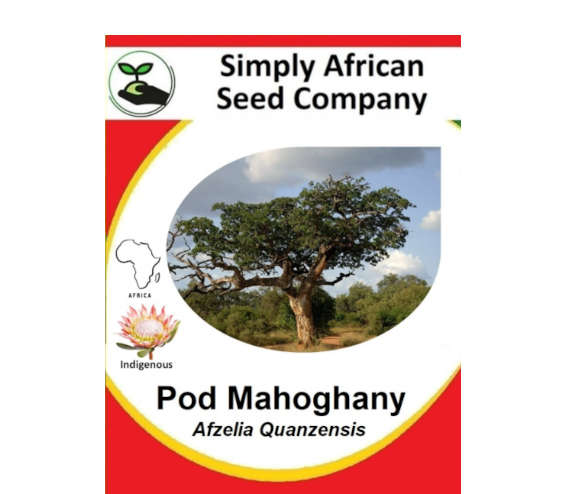 Mahogany Pod  Quanzensis 3's