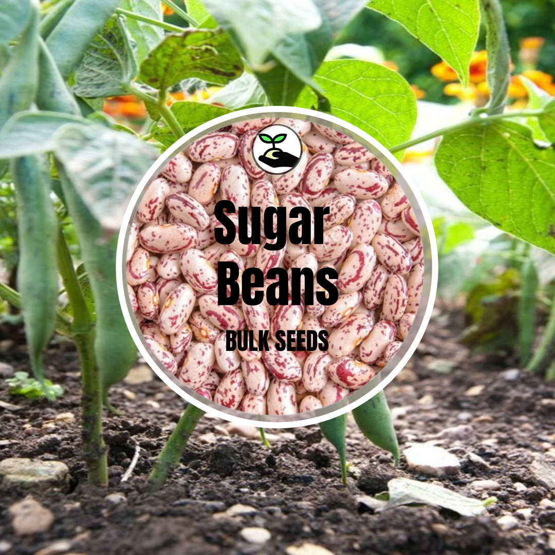 Sugar Beans - Bulk Deals