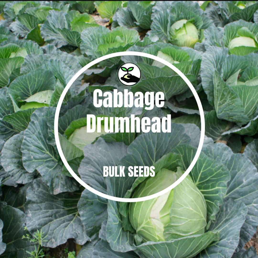 Cabbage Drum Head - Bulk Deals