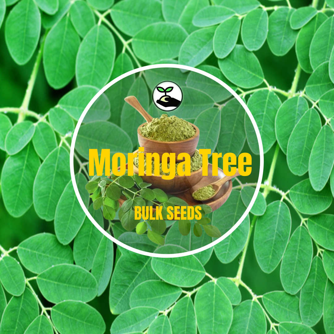 Moringa Tree - Bulk Deals