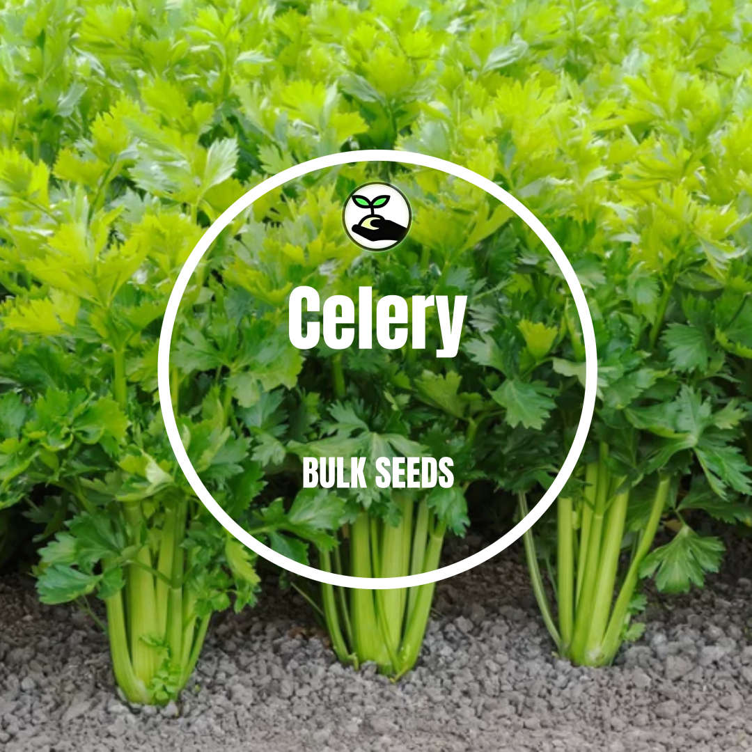 Celery - Bulk Deals
