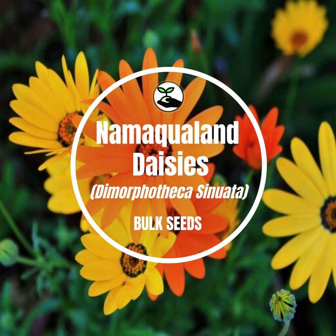 Namaqualand Daisies - Bulk Deals