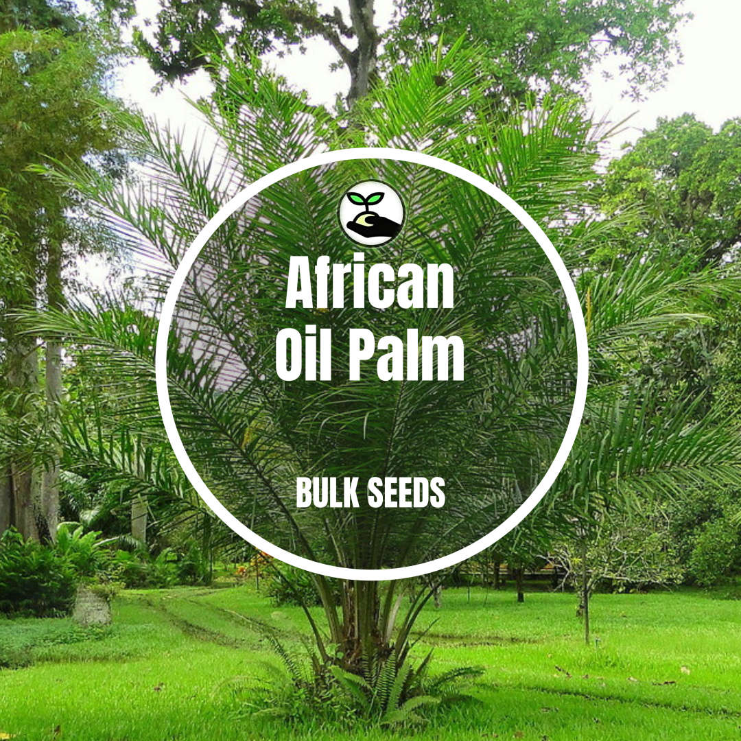 African Oil Palm - Bulk Deals