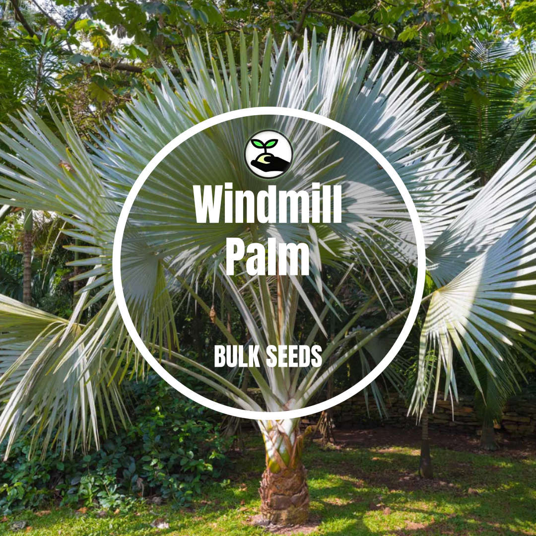 Palm Windmill - Bulk Deals