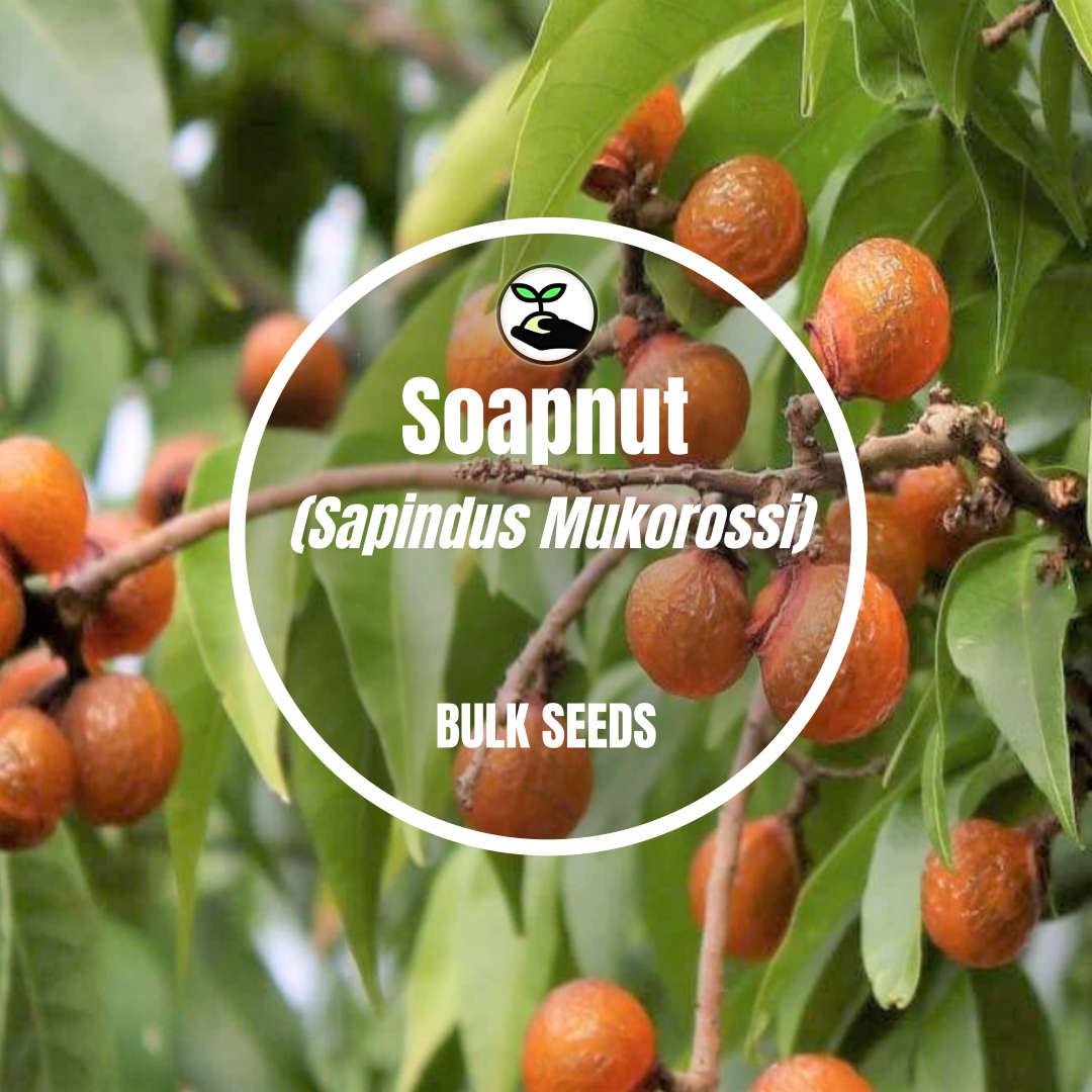 Soapnut (Sapindus Mukorossi) - Bulk Deals