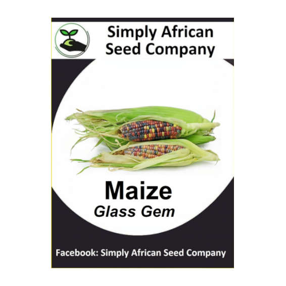 Maize Glass Gem 15's