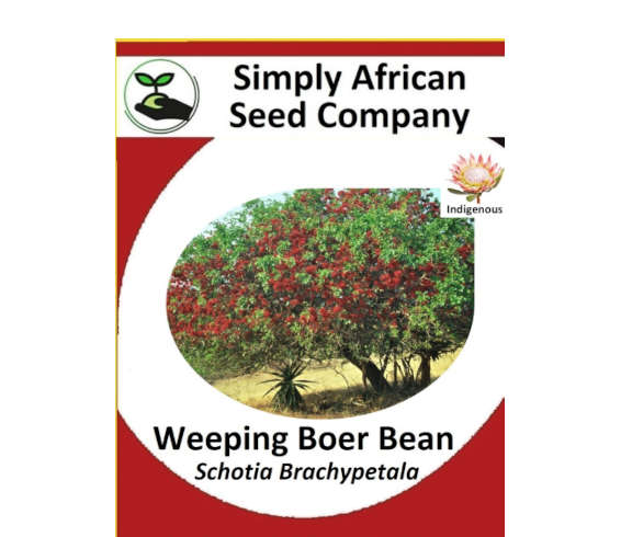 Weeping Boer Bean (Schotia Brachypetala) 6's