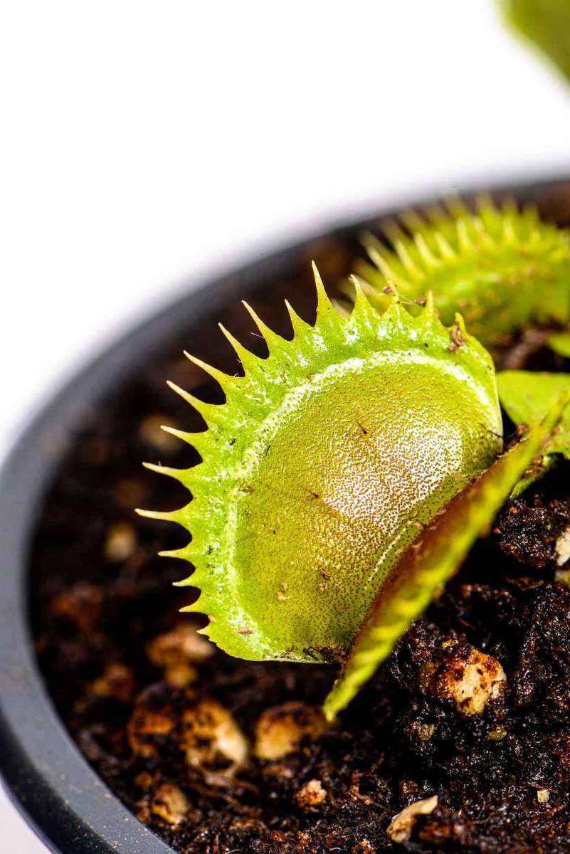 Venus Fly Trap
