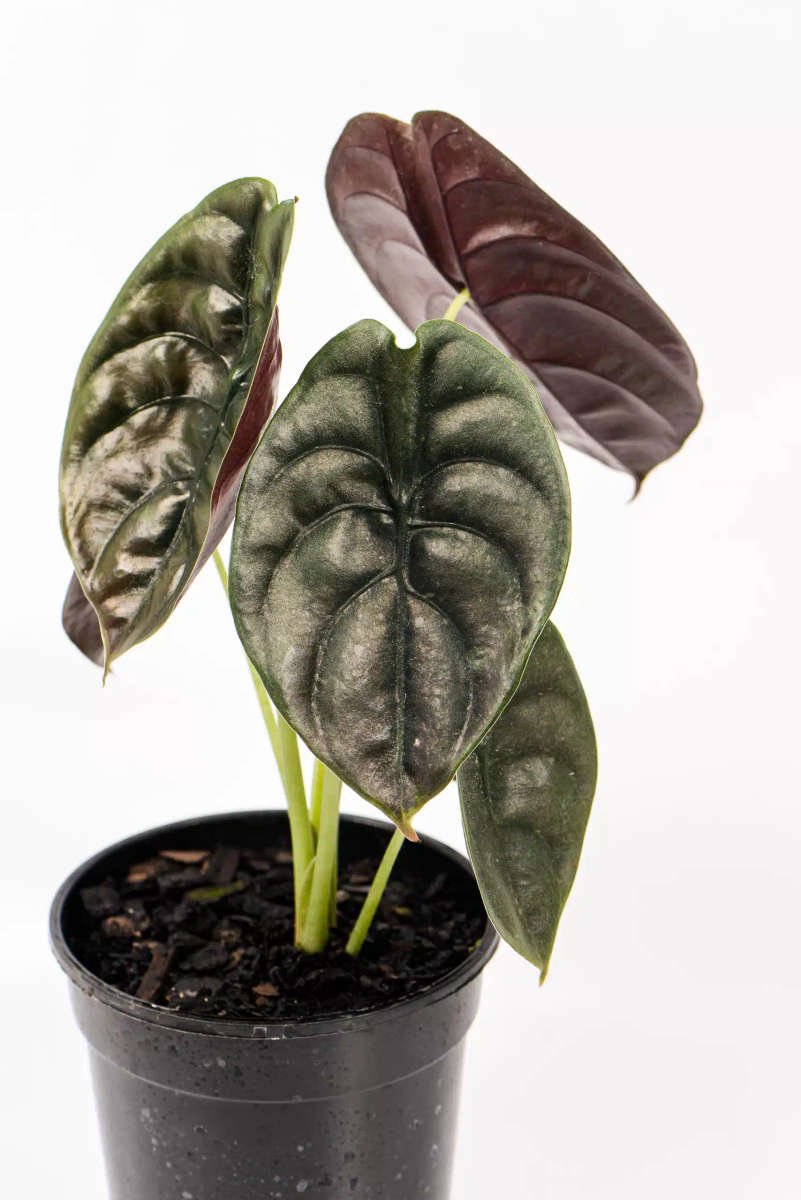 Alocasia Cuprea