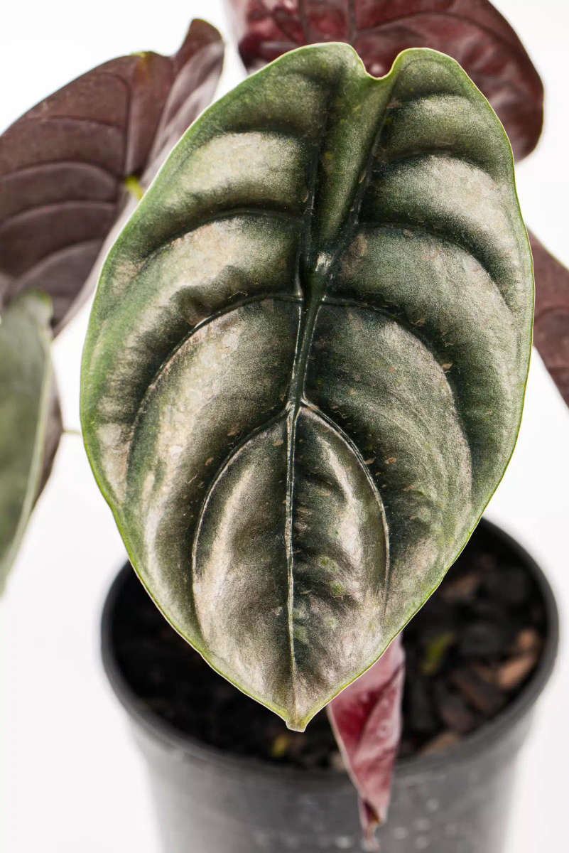 Alocasia Cuprea