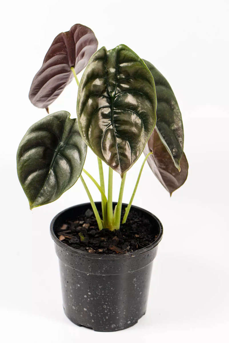 Alocasia Cuprea