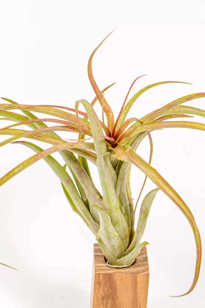 Tillandsia Brachycaulos Multiflora