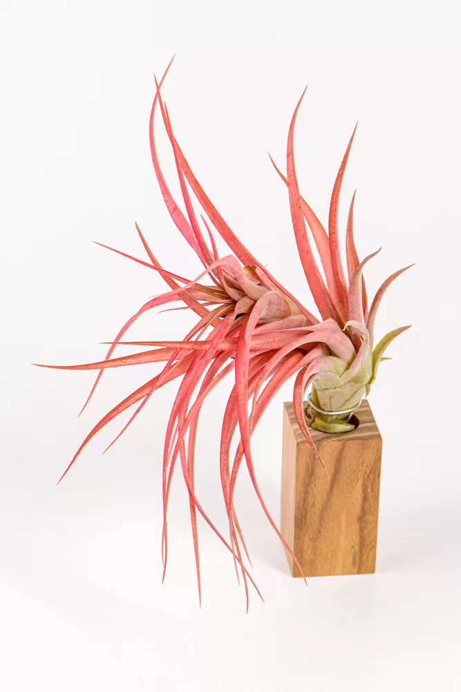 Tillandsia Brachycaulos Multiflora
