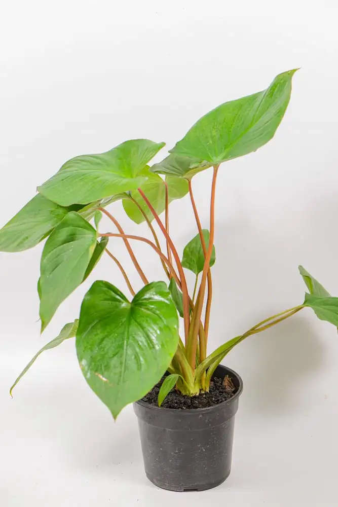 Homalomena Rubescens