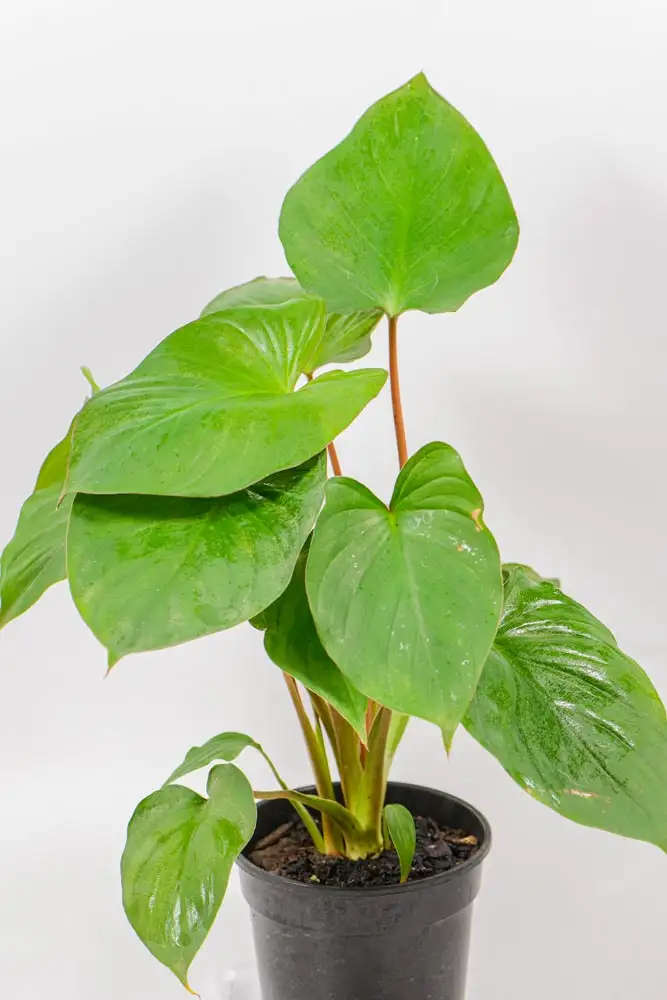 Homalomena Rubescens