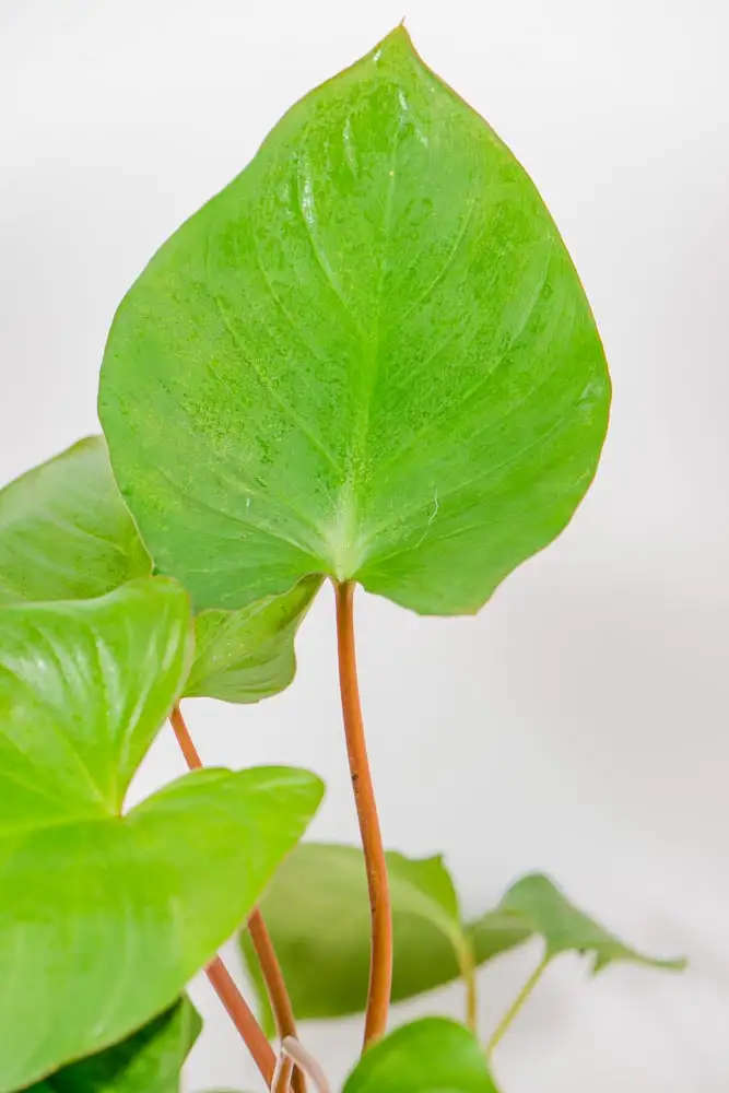 Homalomena Rubescens