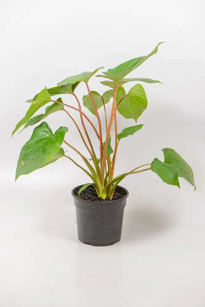 Homalomena Rubescens