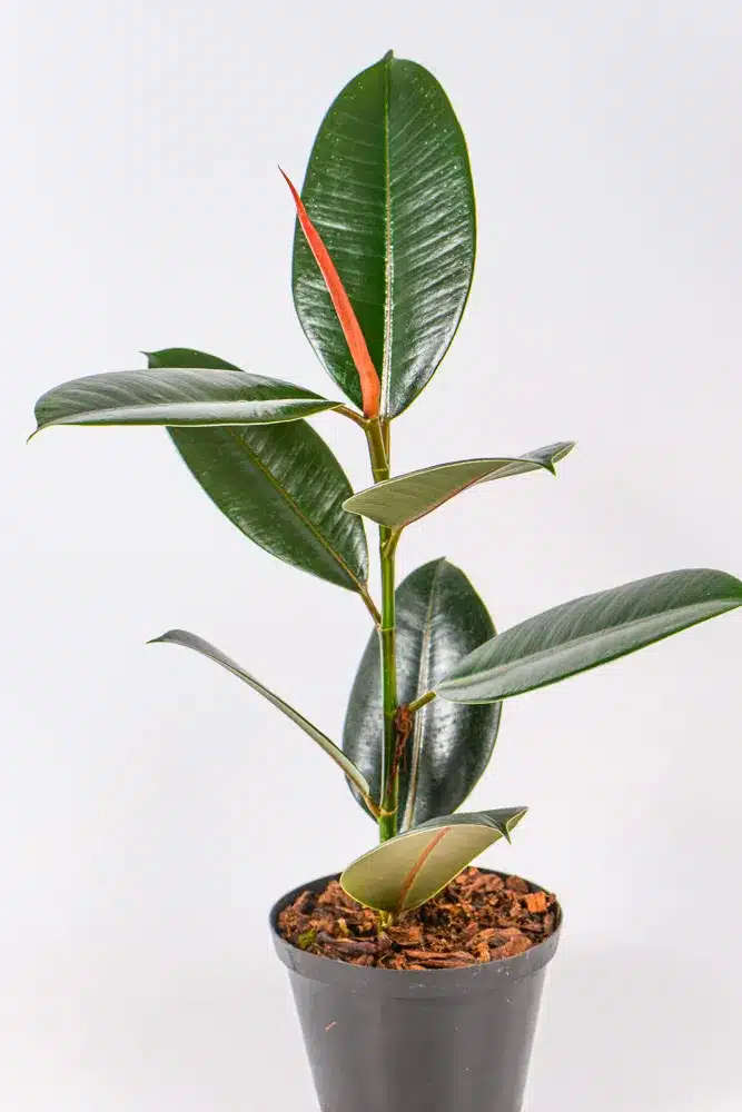 Rubber tree - Abidjan