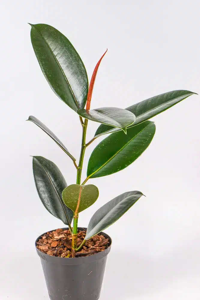 Rubber tree - Abidjan