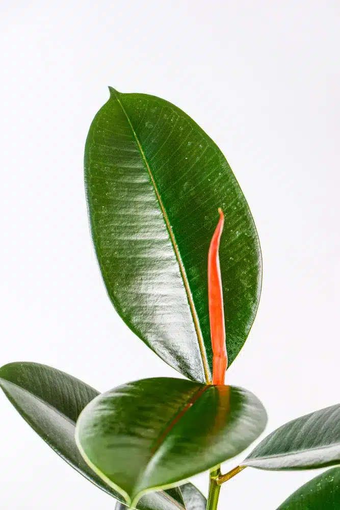 Rubber tree - Abidjan