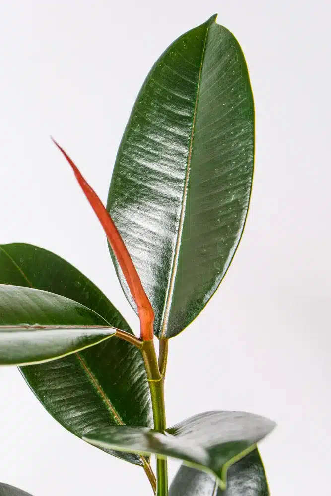 Rubber tree - Abidjan