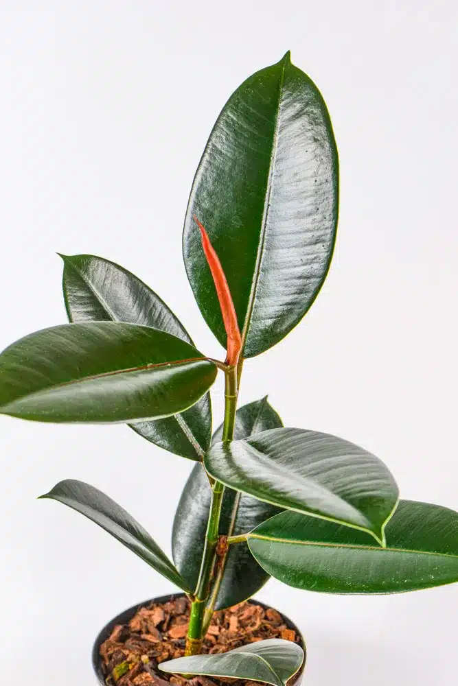 Rubber tree - Abidjan