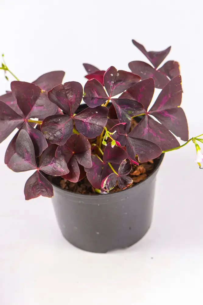 Oxalis Triangularis