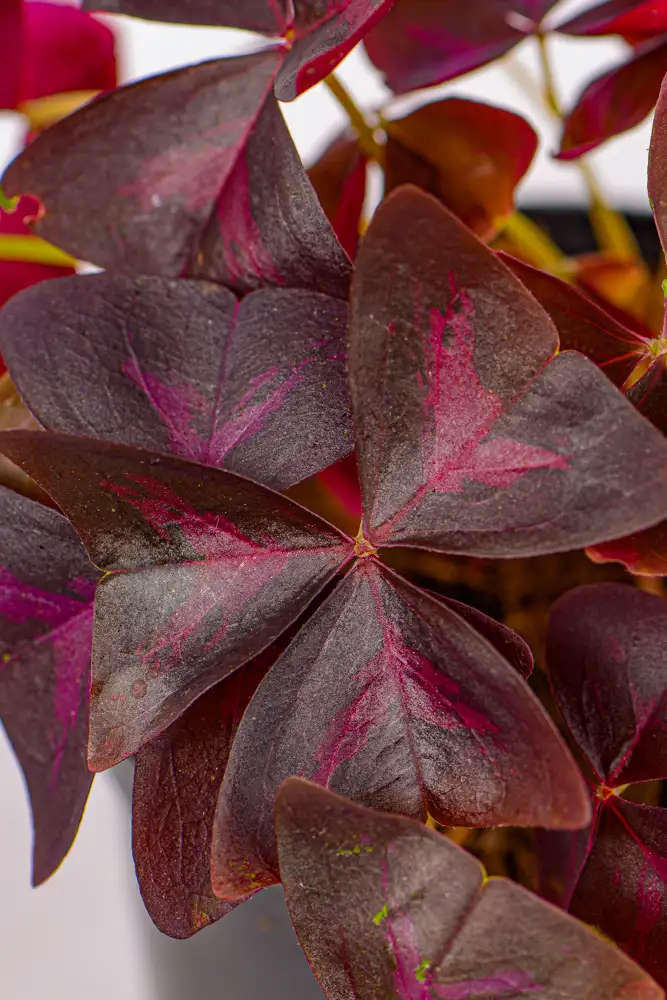Oxalis Triangularis