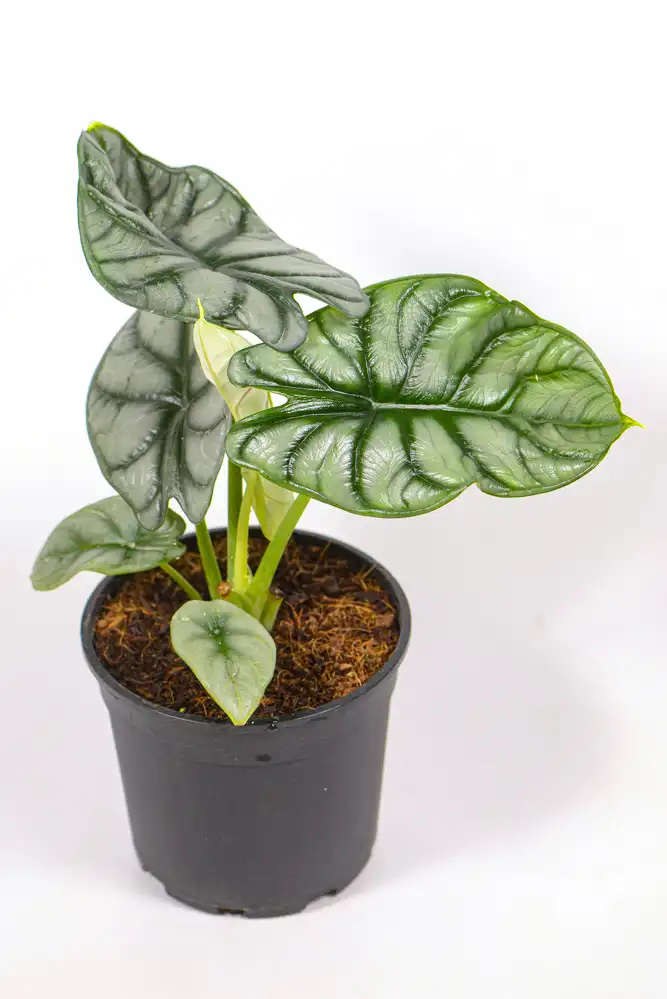 Alocasia Silver Dragon