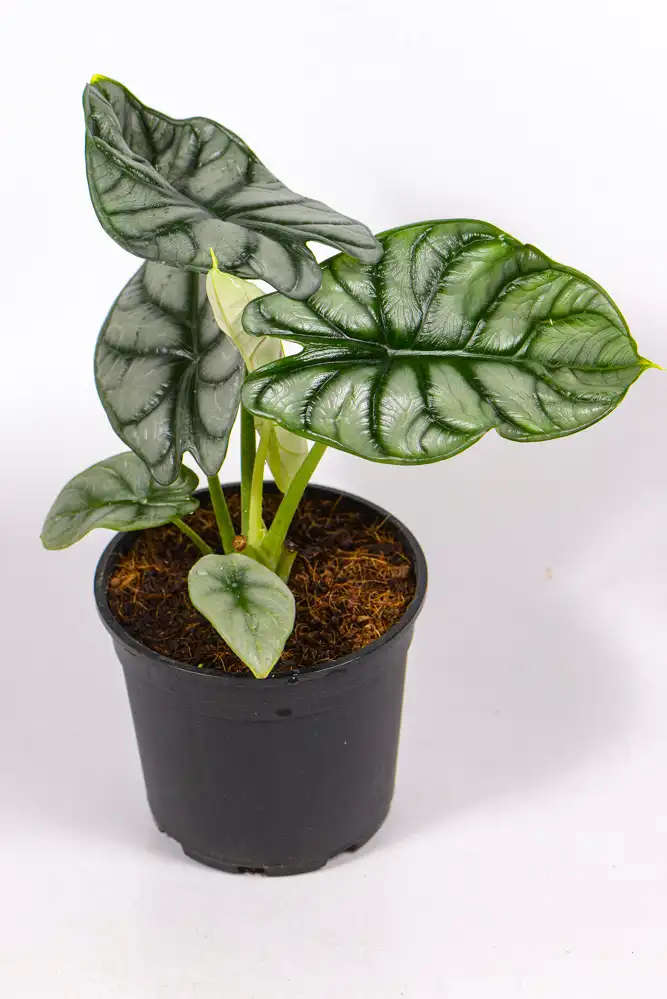 Alocasia Silver Dragon